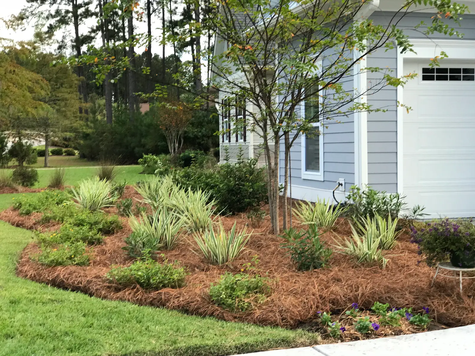 A freshly mulched landscape with longleaf pinestraw